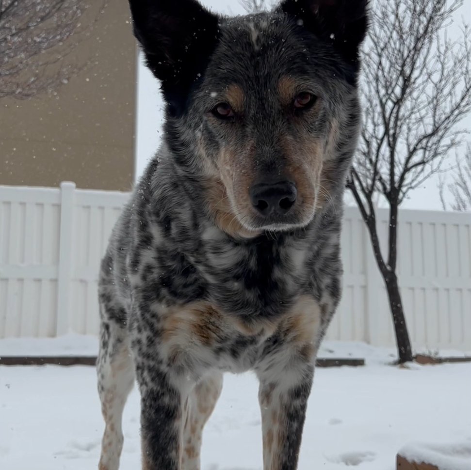 Jip, Dustin Leonard Jolley's Australian Cattle Dog, standing in the snow